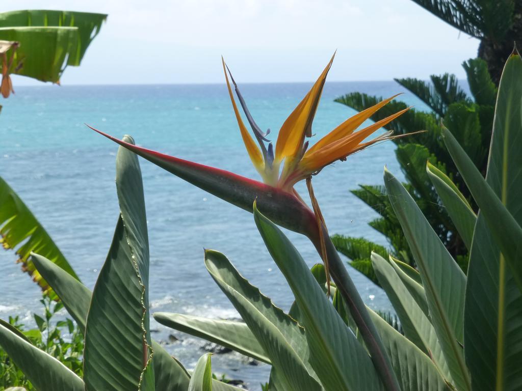 Mahina Surf 220 By Redawning Aparthotel Lahaina Ngoại thất bức ảnh